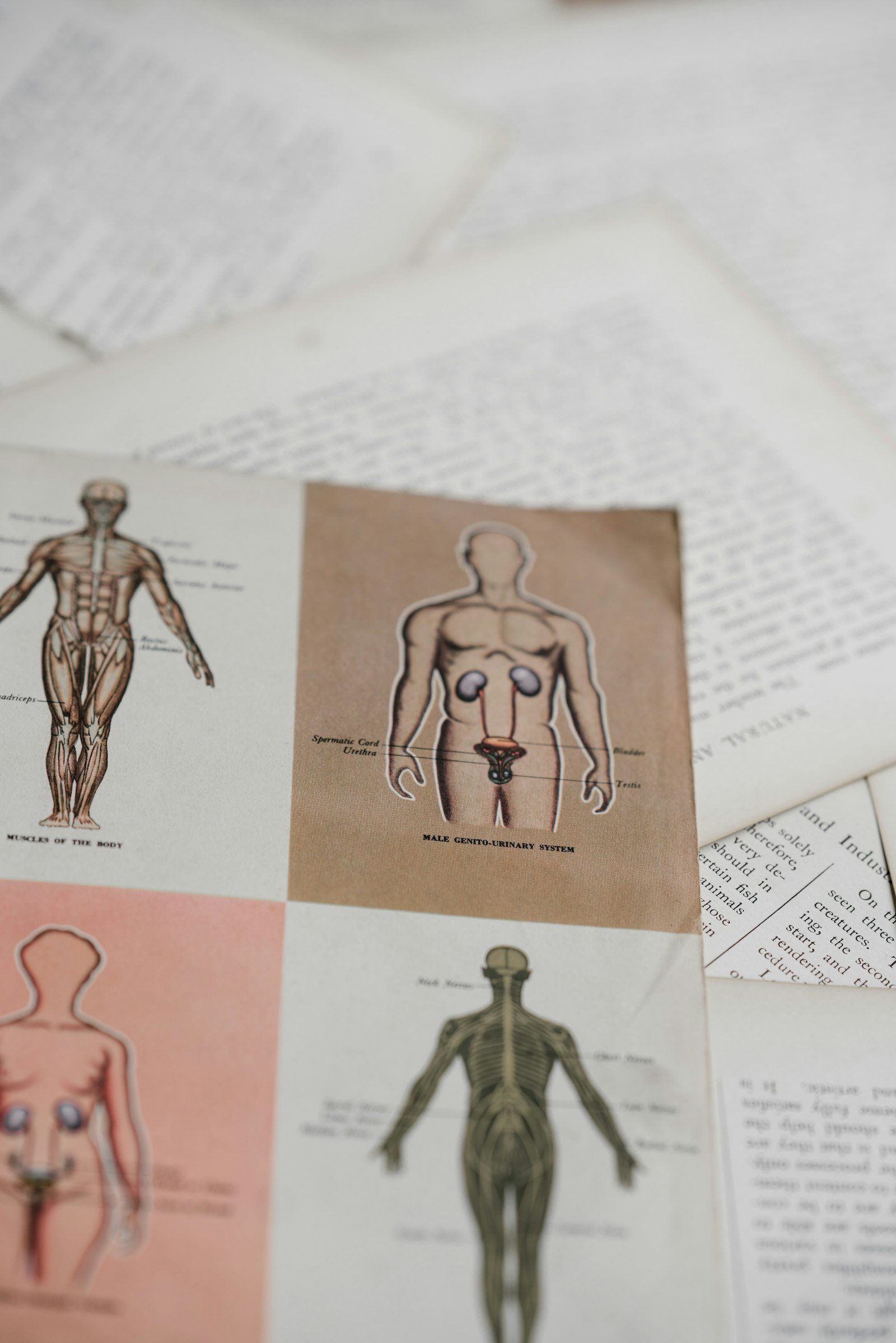 La vasta rete nervosa clitoridea smentisce i miti freudiani